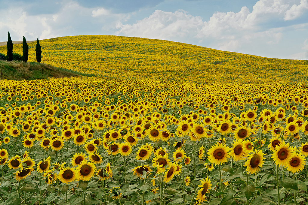 "girasoles