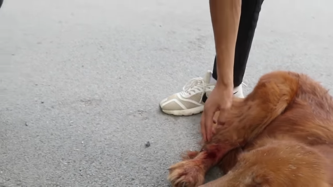 Perro abandonado muerde la correa mientras llora y es atropellado por un automóvil, solo para cruzar la calle y buscar dueño