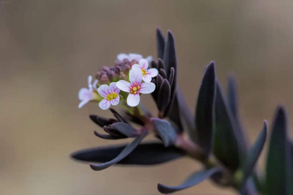 "Flor