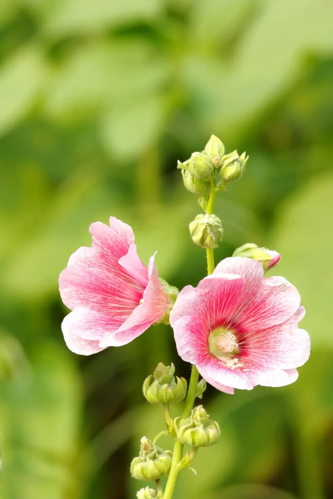 Mallows Flower (15)