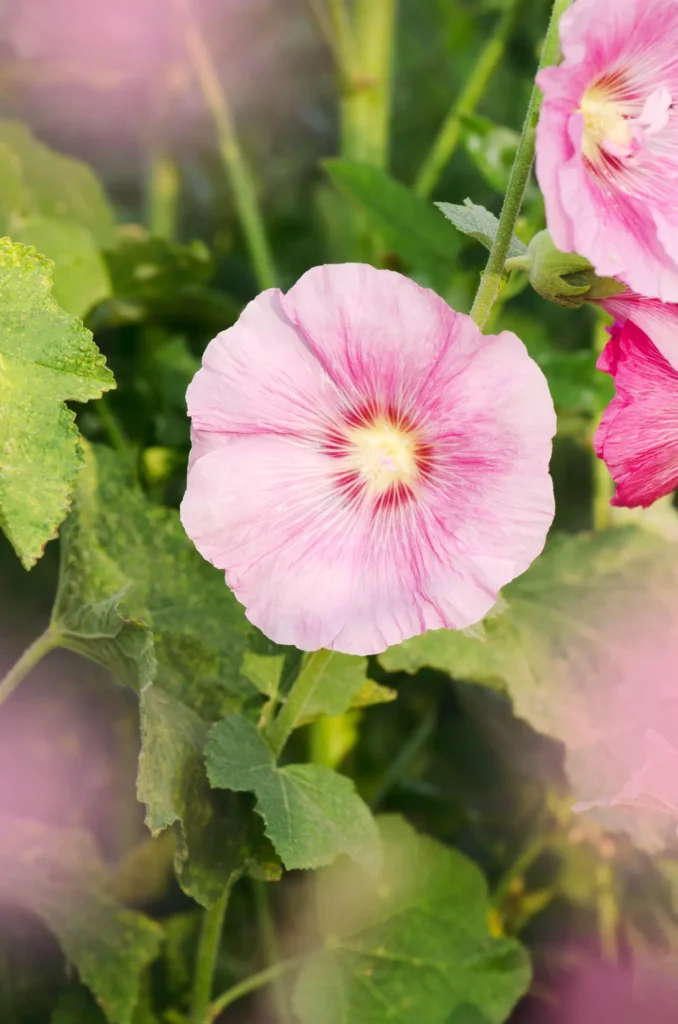 Mallows Flower (16)