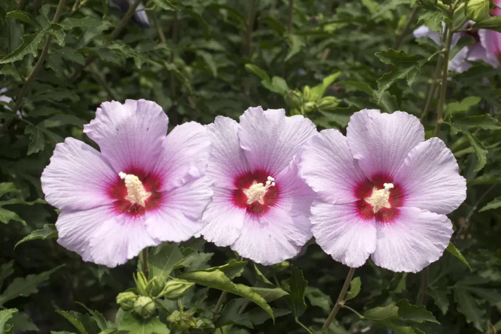 Mallows Flower (4)