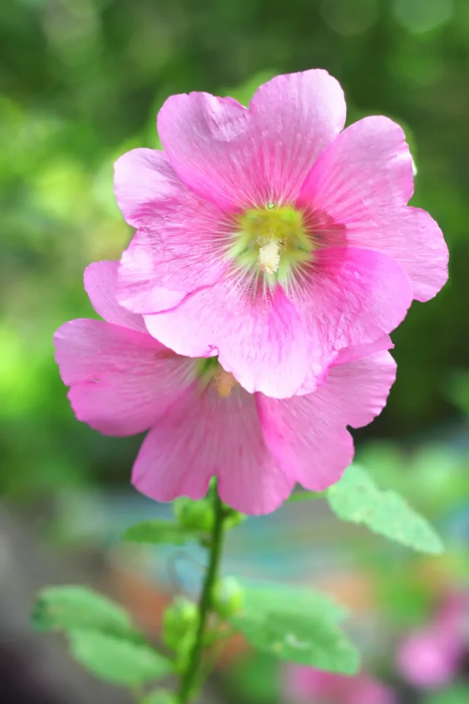 Mallows Flower (9)