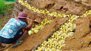 wow amazing day! found a lot of gold under stone after raining on top mountain - gold miner excite - YouTube