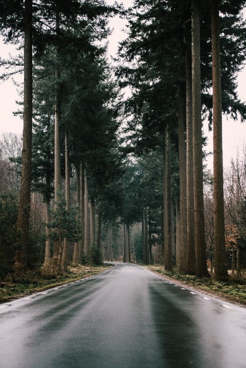 Black Spur Drive: A Journey Through Victoria's Enchanted Forest