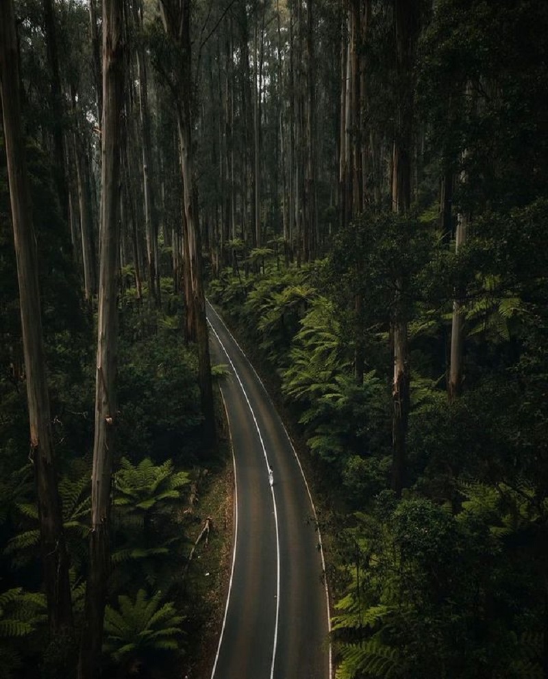 Black Spur Drive: A Journey Through Victoria's Enchanted Forest