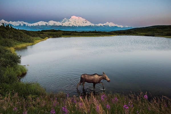 The Untamed Beauty of Denali National Park & Preserve