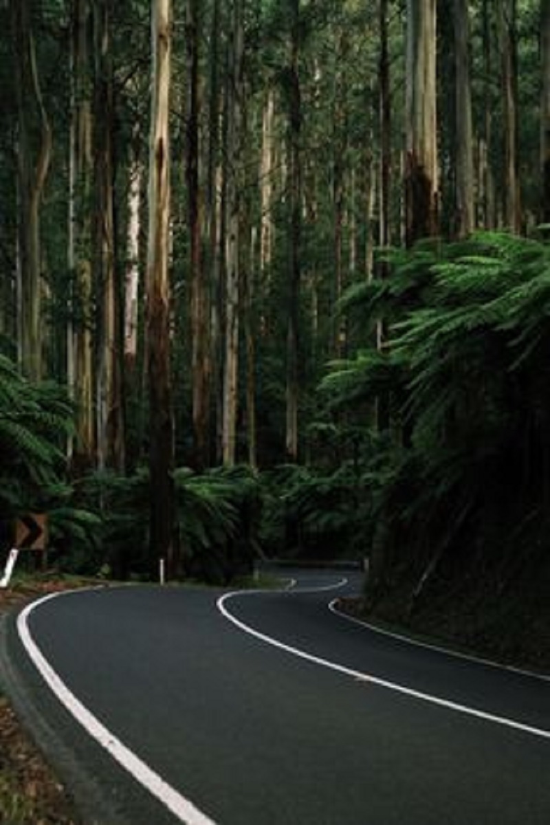 Black Spur Drive: A Journey Through Victoria's Enchanted Forest