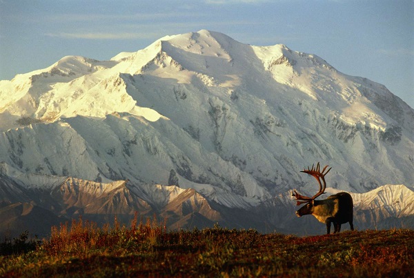 The Untamed Beauty of Denali National Park & Preserve