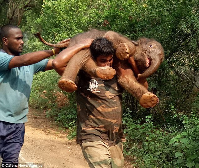 Baby Elephant Had Got Stuck In Mud In A Dried Up Forest Canal 1