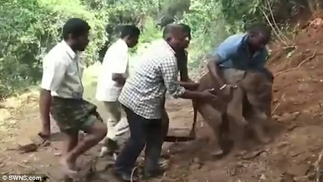 Baby Elephant Had Got Stuck In Mud In A Dried Up Forest Canal 4