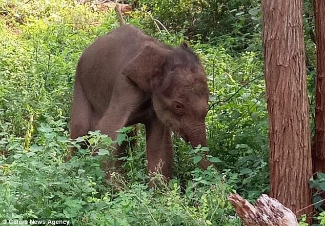 Baby Elephant Had Got Stuck In Mud In A Dried Up Forest Canal 5