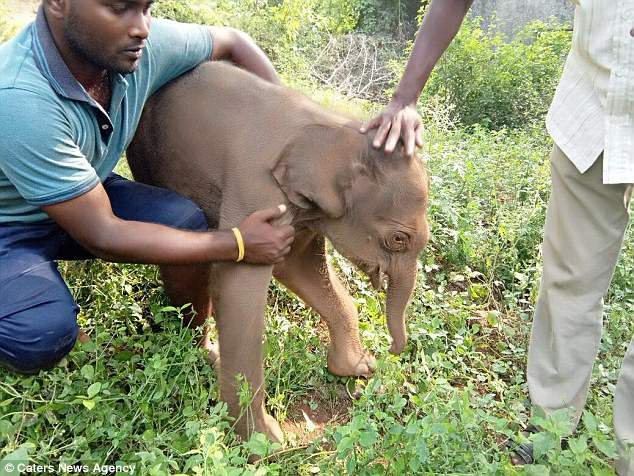 Baby Elephant Had Got Stuck In Mud In A Dried Up Forest Canal 6