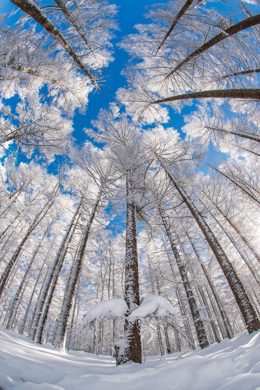 Gold In Nature: "Angel Tree" By Satoshi-Kishimoto, Japan