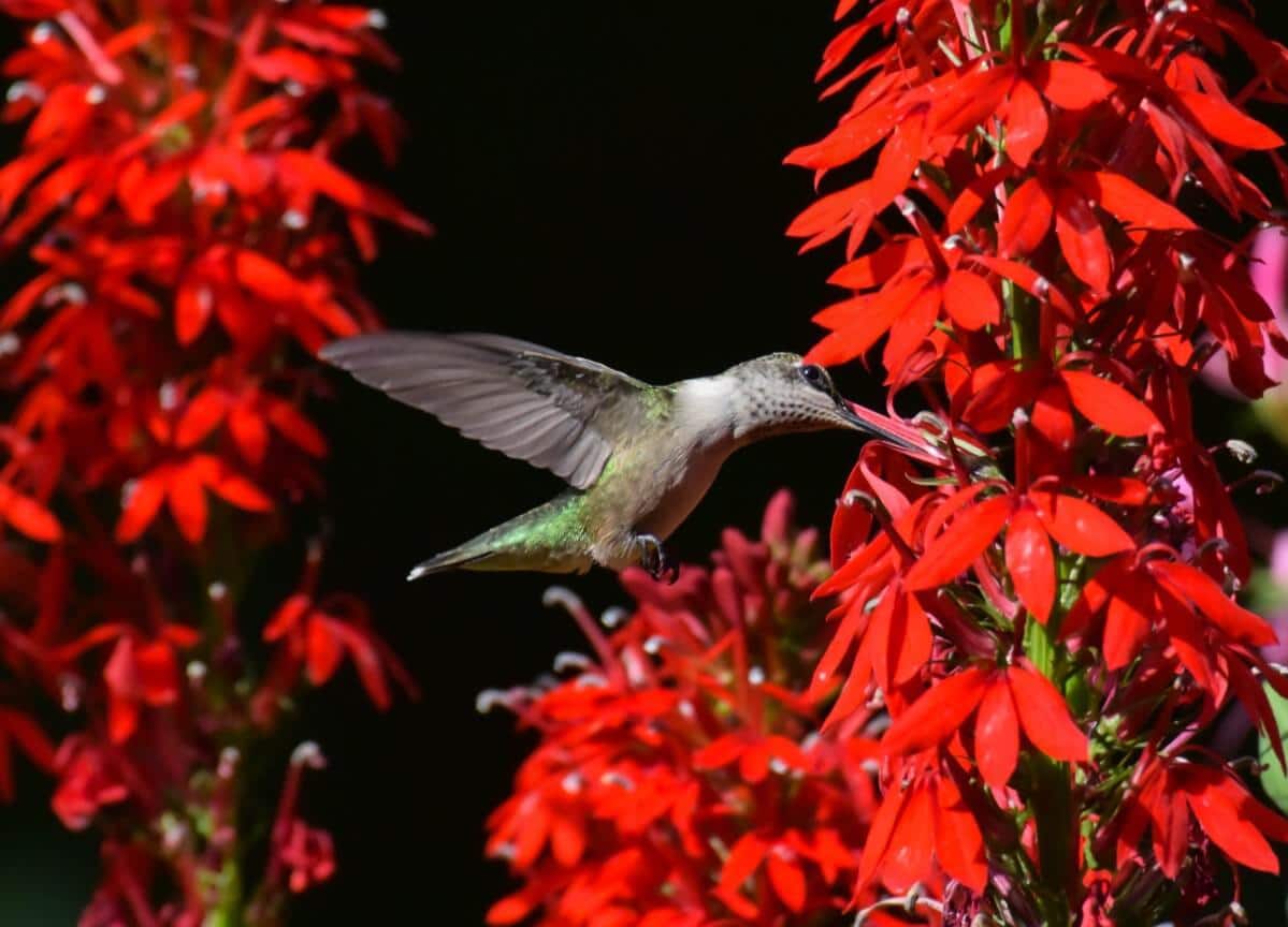 "colibrí