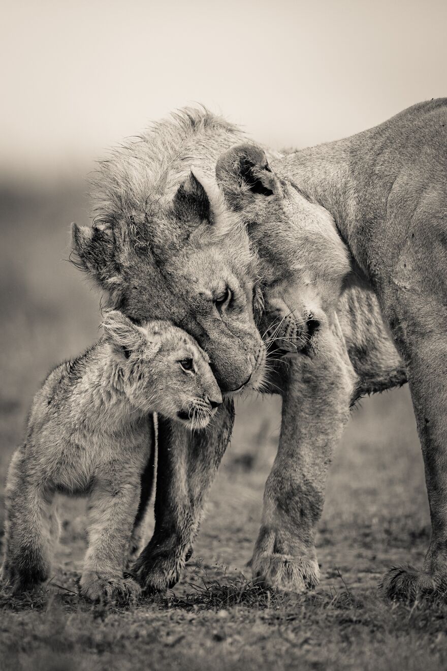 Bronze In Nature: "Loving Lions" By Jacques-Andre Dupont, Canada