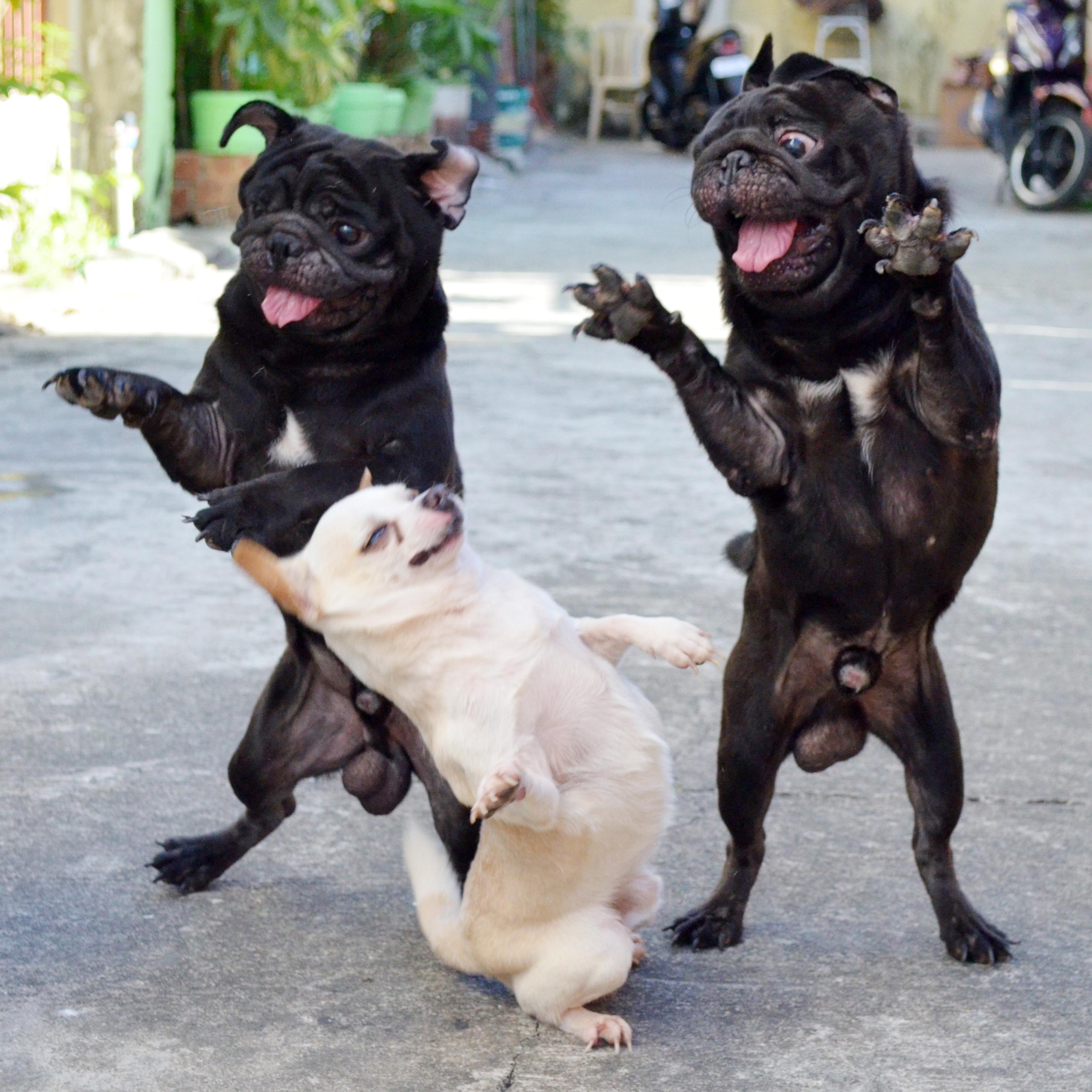 Jeric Sadullo fotografía perros bailando en Filipinas