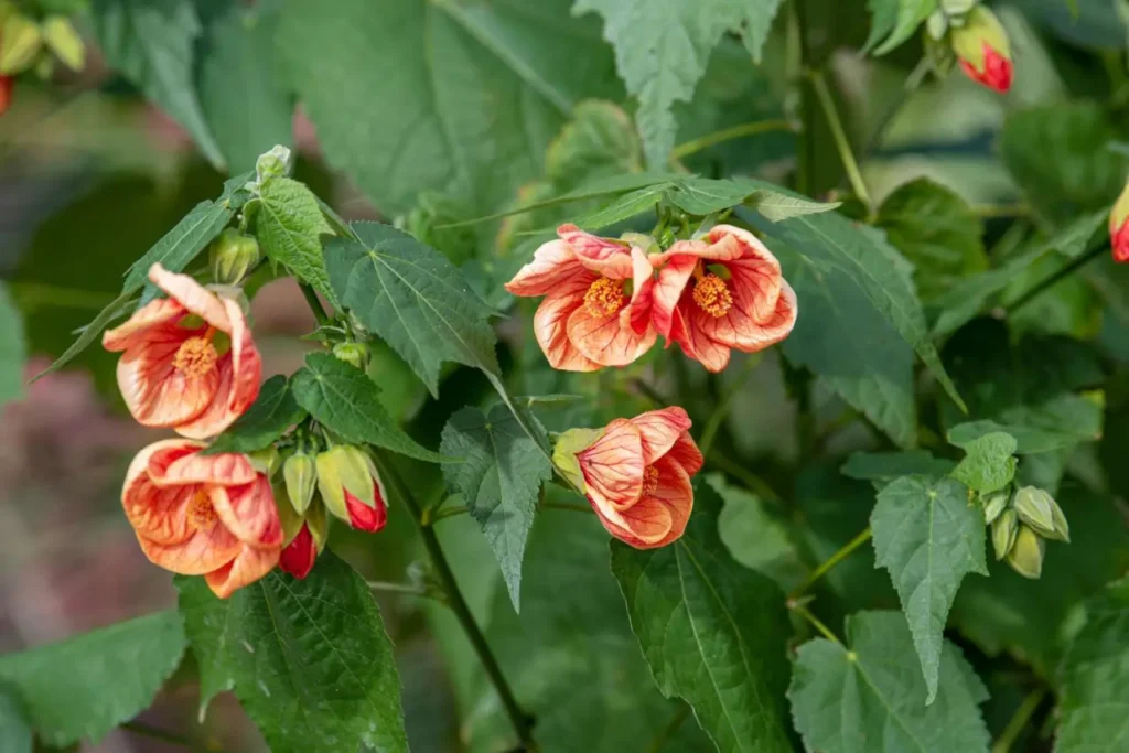 "Abutilón