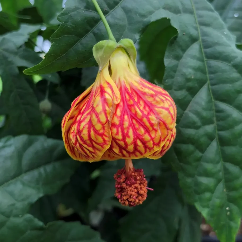 "Abutilón