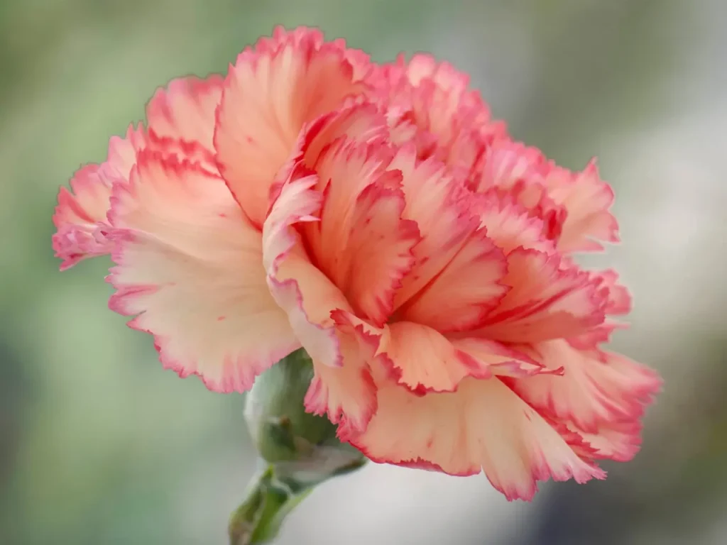 ""Carnation"