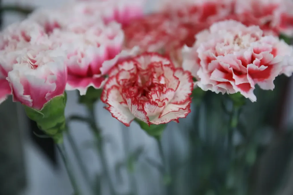 ""Carnation"