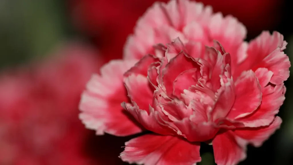 ""Carnation"