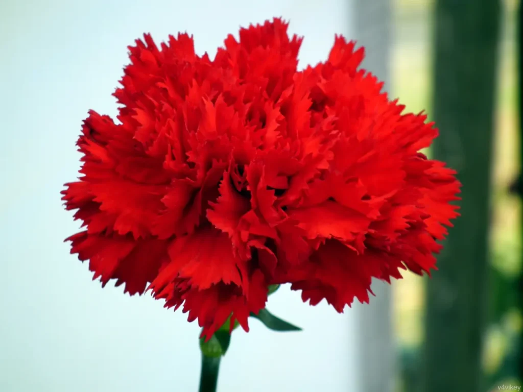 ""Carnation"