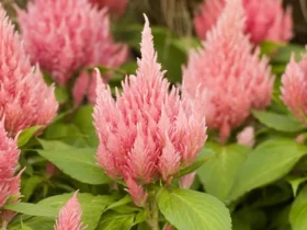 "celosia