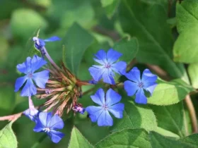 """ceratostigma""