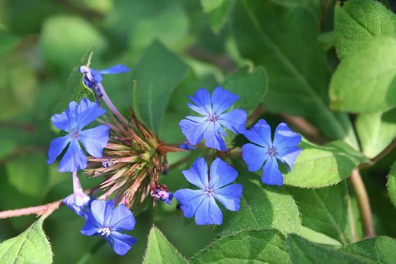 "ceratostigma