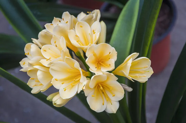 ""Clivia"