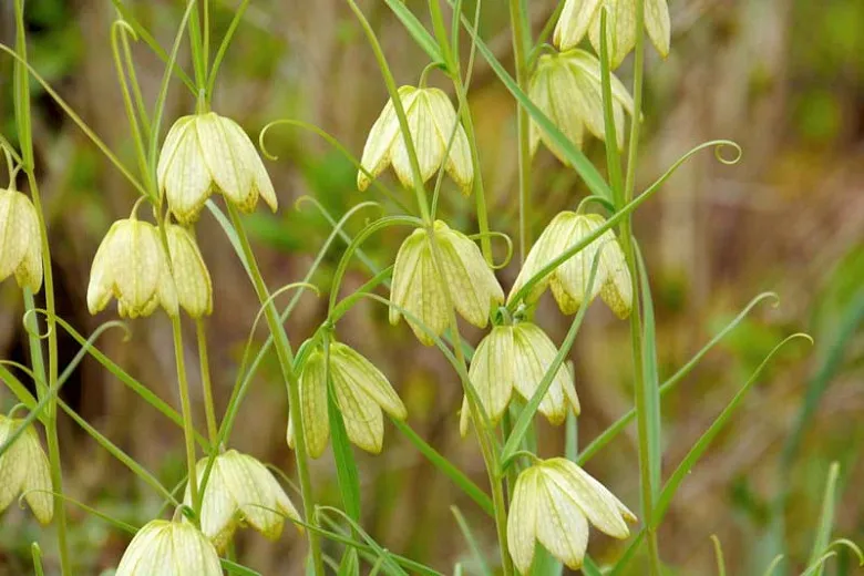 "fritillaria