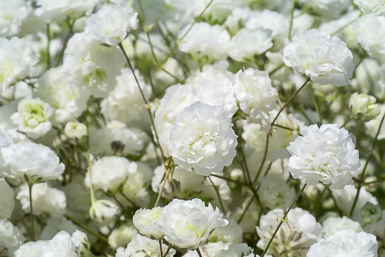 ""Gypsophila"