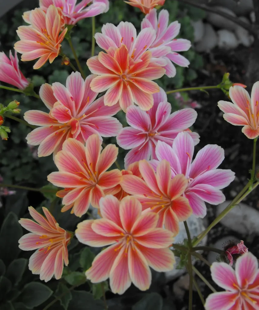 ""Lewisia"