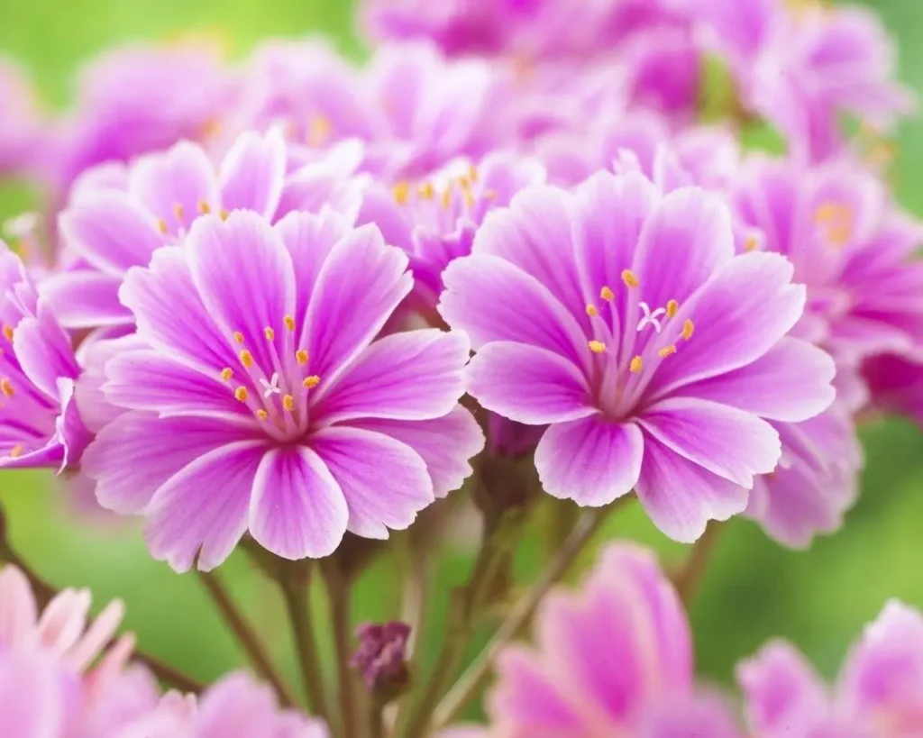 "Lewisia