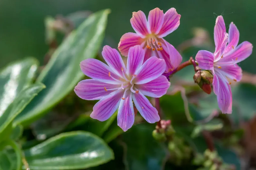 ""Lewisia"