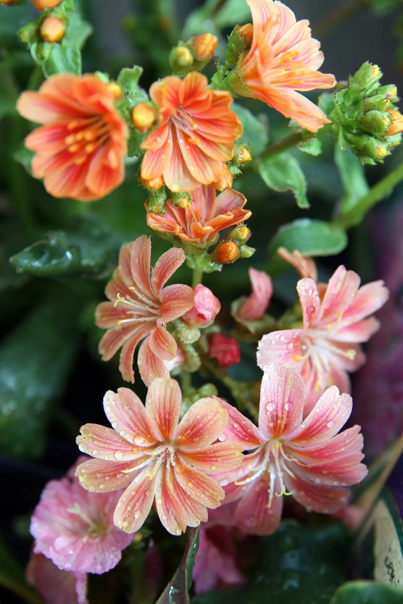 ""Lewisia"