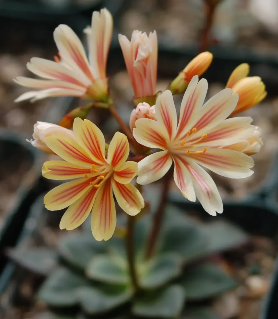 ""Lewisia"