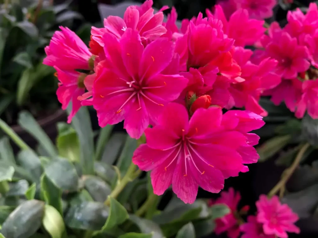 ""Lewisia"