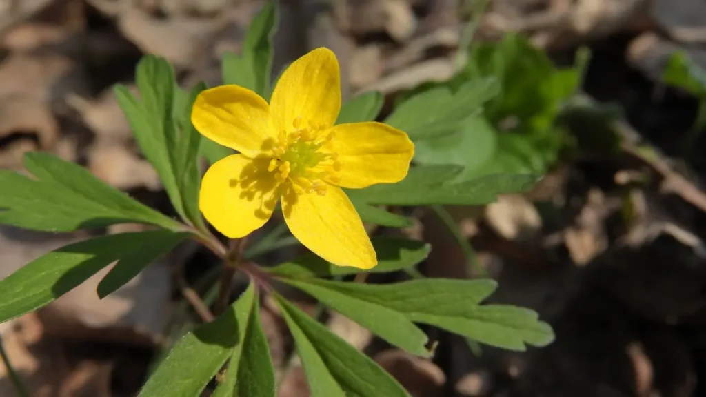 ""Agrimony"