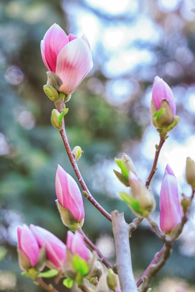 ""magnolias"