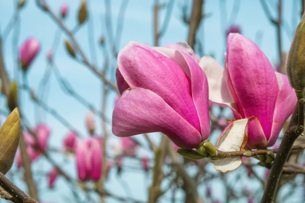 ""magnolias"