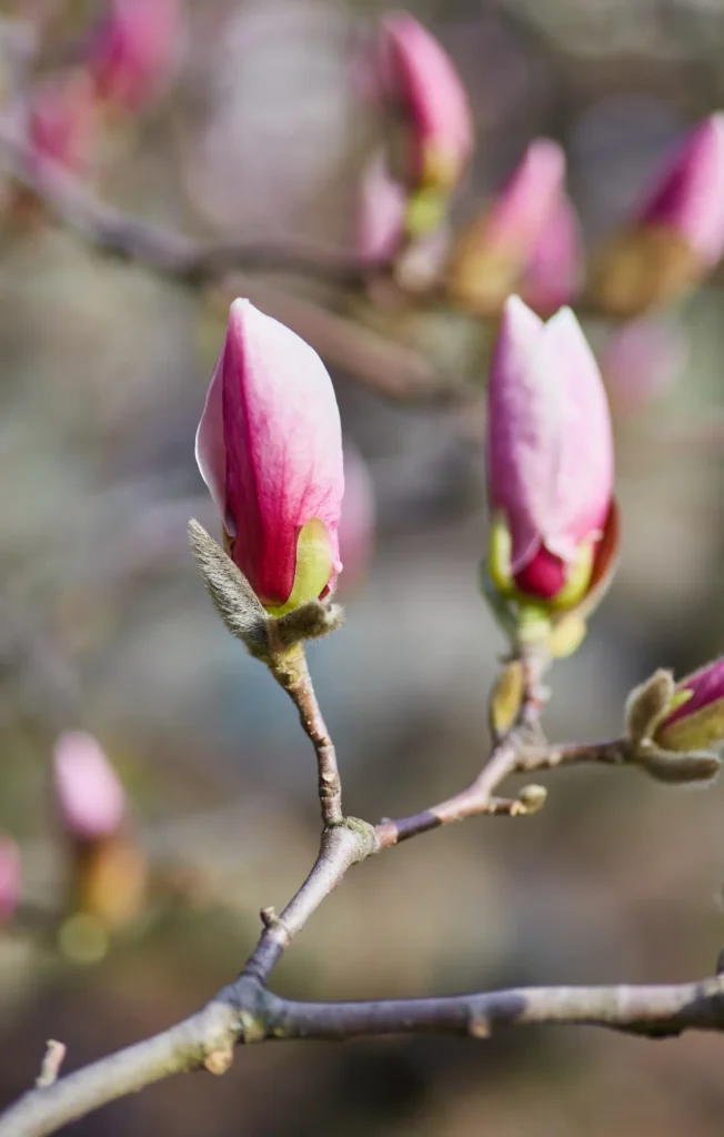 ""magnolias"