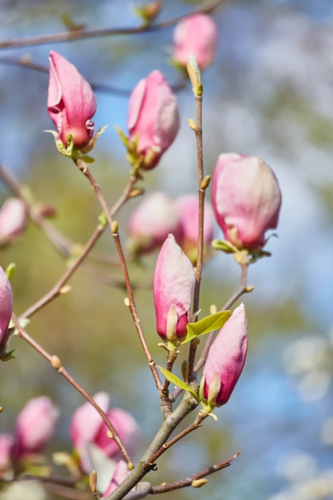 ""magnolias"