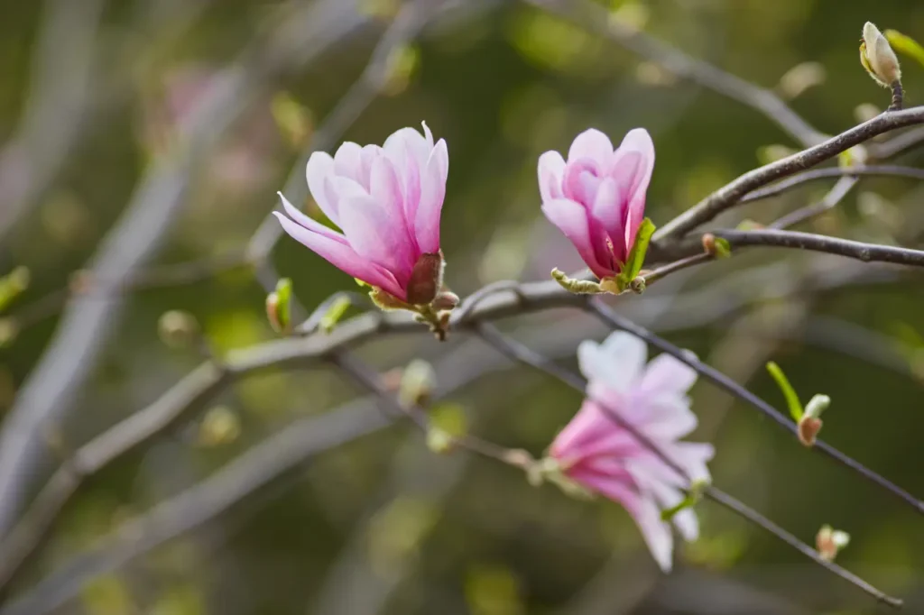 "magnolias