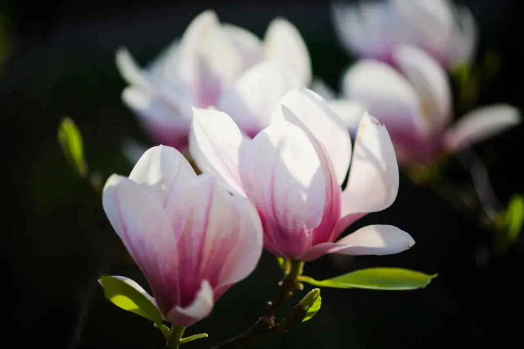 ""magnolias"