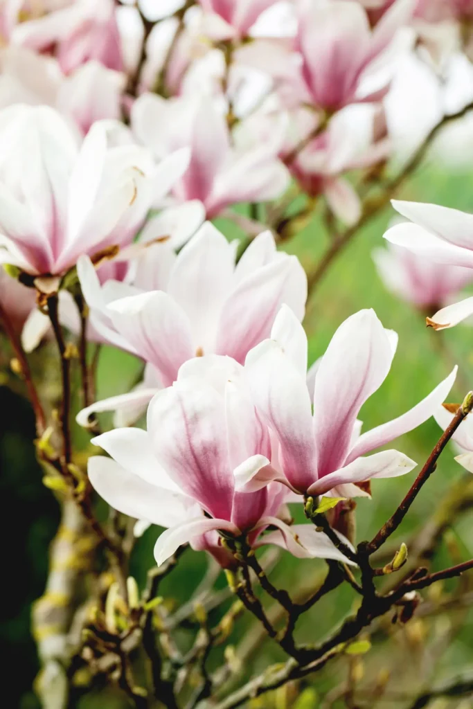 "magnolias