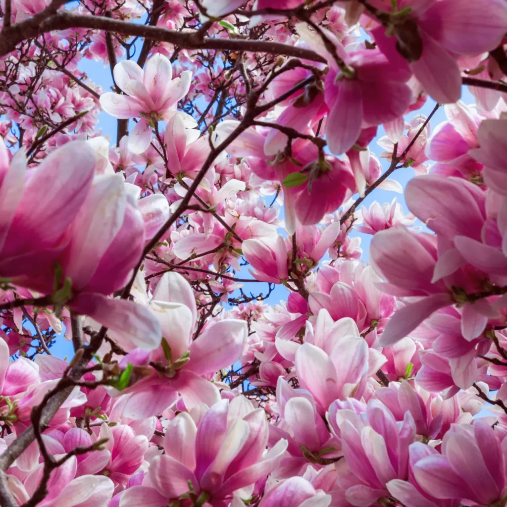 "magnolias