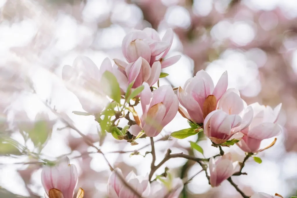 "magnolias