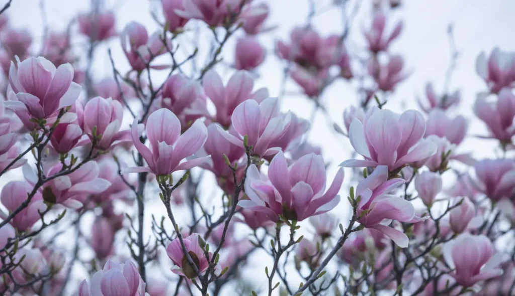 "magnolias